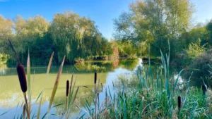 Lake 5 at Eye Kettleby Lakes